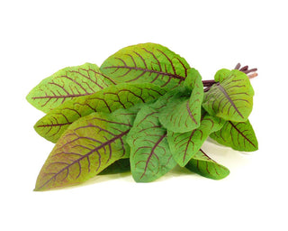 Pack de 3 recharges Click and Grow - Bloody Sorrel 