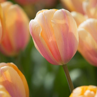 Tulipe - Impression rougissante (Darwin Hybrid)