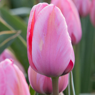 Tulipe - Design Impression (Darwin Hybrid)