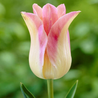Tulipe - Dame élégante (floraison de lys)
