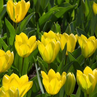Tulipe - Empereur doré (Fosteriana)