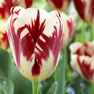 Tulip - Grand Perfection (Late)