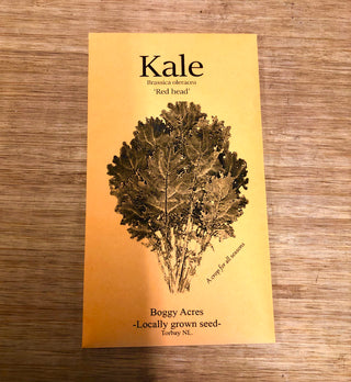LOCAL Graine de Kale 'Red Head' 