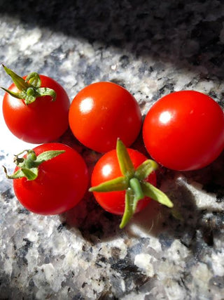 Tomato | Tiny Tim (Bush)