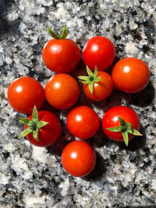 Tomato | Tiny Tim (Bush)