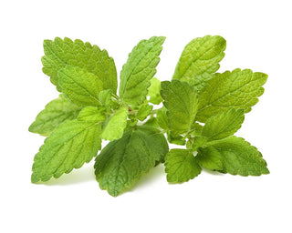 Click and Grow Refill 3-Pack - Lemon Balm