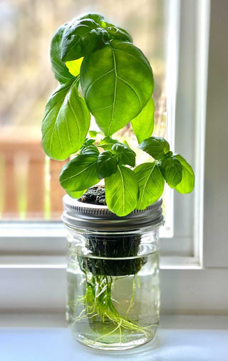 Micro Garden Kit - Just Add Water!