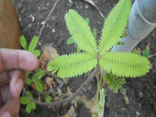 Mimosa, plante sensible (graines)