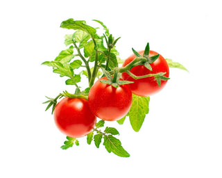 Click and Grow Refill 3-Pack - Mini Tomato