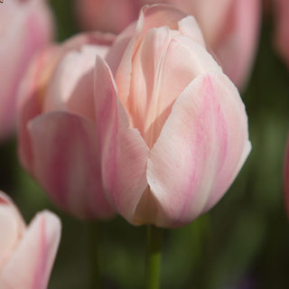 Tulip - Mystic Van Eyk (Darwin Hybrid)