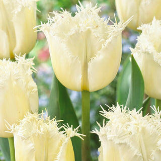 *NOUVEAU* Tulipe - Northpole (frangé)