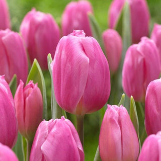 Tulip - Pink Flag (Triumph)