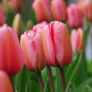 Tulipe - Impression rose (Darwin Hybrid)