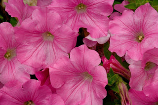 Petunia, Pink Cascade (5 Seeds)