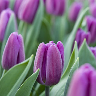 Tulipe - Drapeau violet (Triumph)