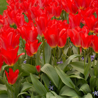 Tulipe - Empereur Rouge (Fosteriana)
