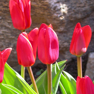 Tulipe - Chaperon Rouge (Greigii)