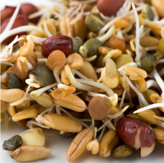 Ancient Eastern Blend Sprouting Seeds