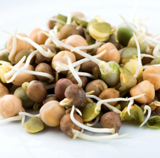 Crunchy Bean Mix Sprouting Seeds