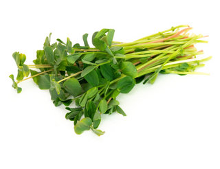 Microgreen Salad Mix Sprouting Seeds