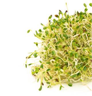 Sandwich Booster Sprouting Seeds