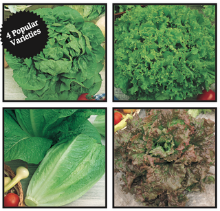 Lettuce, Gourmet Mix: Grand Rapids, Prize Head, Romaine, and Buttercrunch