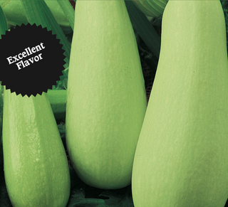 Squash | Vegetable Marrow
