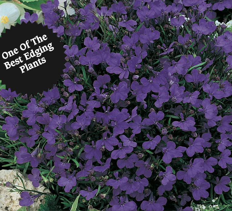 Lobelia Crystal Palace The Seed Company by E.W. Gaze