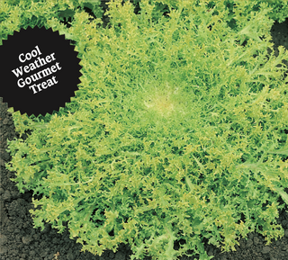 Endive | Green Curled (Early)