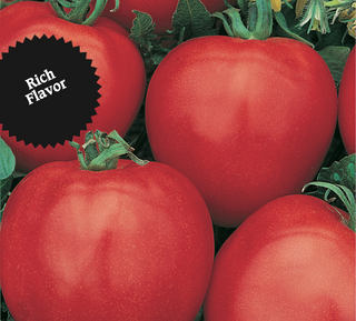 Tomato | Sub Arctic Maxi (Bush)