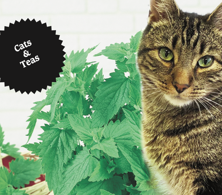 Catnip products for shop cats