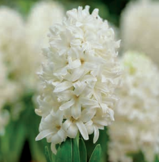 Hyacinth - White Pearl -