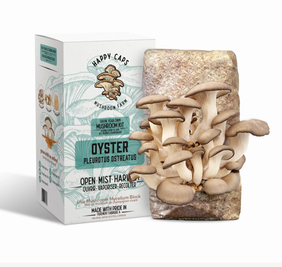 Kit d’auto-culture de champignons Pleurote