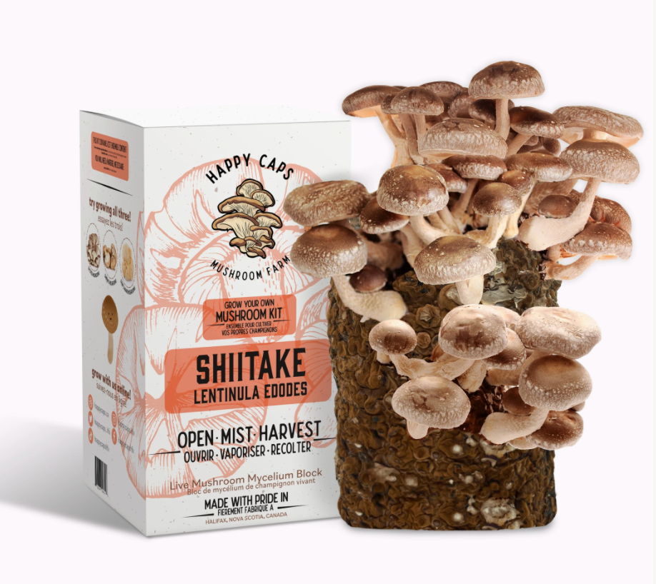 Kit de culture de champignons shiitake – The Seed Company by E.W. Gaze