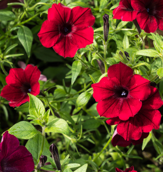 Petunia | Red Velour Wave (5 Seeds)
