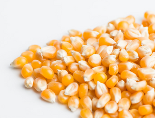 Graines de germination de pop-corn