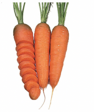 Carrot  Chantenay ORGANIC