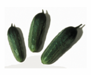 Cucumber Wisconsin SMR58 ORGANIC