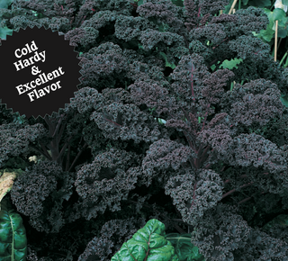 Kale | Redbor (Hybrid)