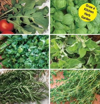 Gourmet Herb Kit: Grow a Kitchen Herb Garden!