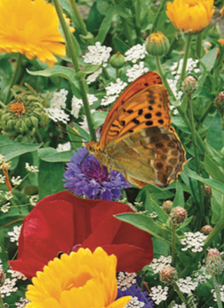 Wildflower Butterfly Mix | Save the Monarchs