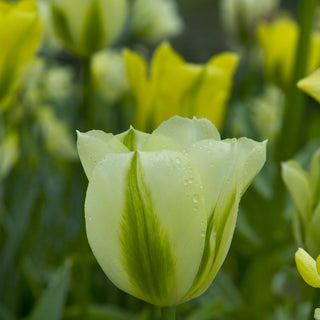 Tulip - Spring Green (Viridiflora)