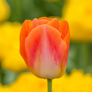 Tulip - Sunrise Dynasty (Triumph)