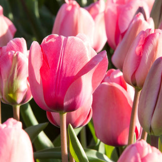 Tulip - Van Eyk (Darwin Hybrid)