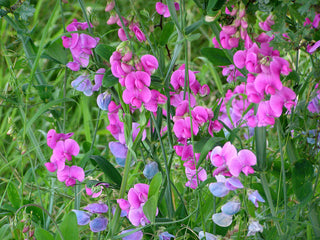 Everlasting Peas, Mixed Colours