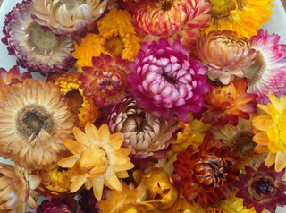 Flowers for Drying, Everlasting Mixture