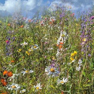 LOCAL Wildflowers 'For the Bees' Seed Mix