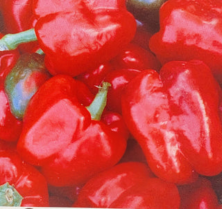 Sweet Pepper | Big Red