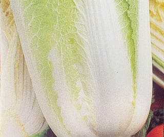 Cabbage, Chinese Napa Wong Bok