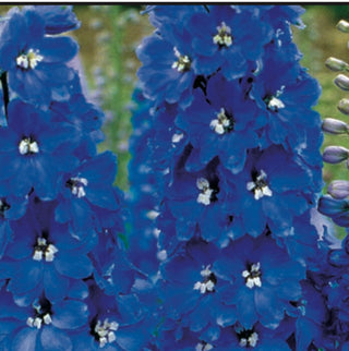 Delphinium, papillon bleu